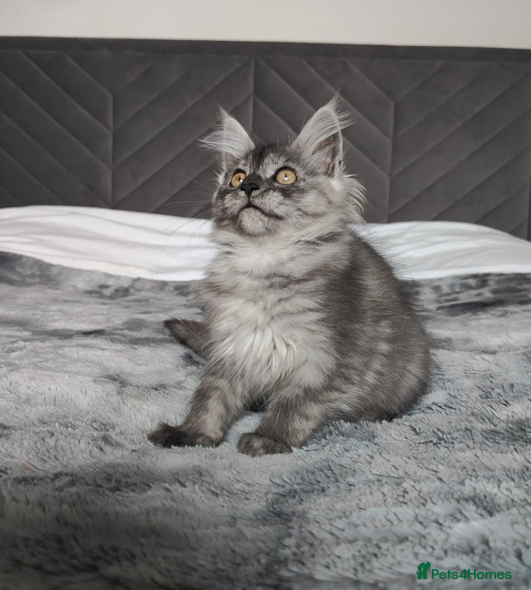 Maine Coon cats for sale: European Maine coon Kittens - Image 19