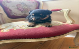 Rottweiler dogs for sale: Rottweiler puppies  - Image 3