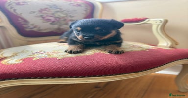 Rottweiler dogs - Advert 8