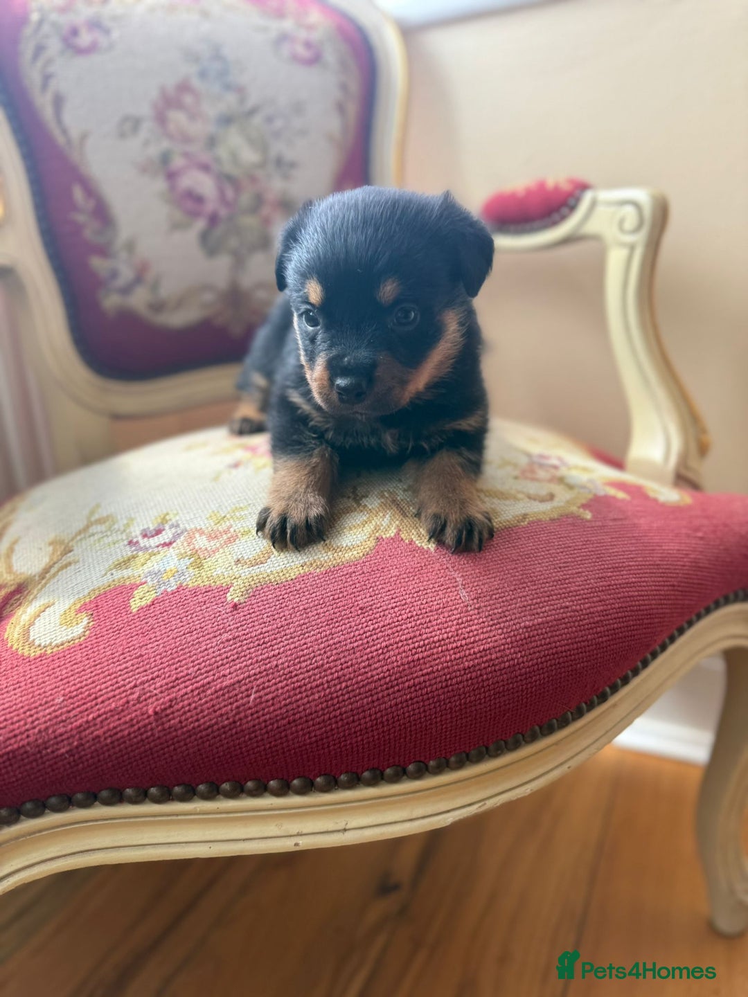 Rottweiler dogs for sale: Rottweiler puppies  - Image 3