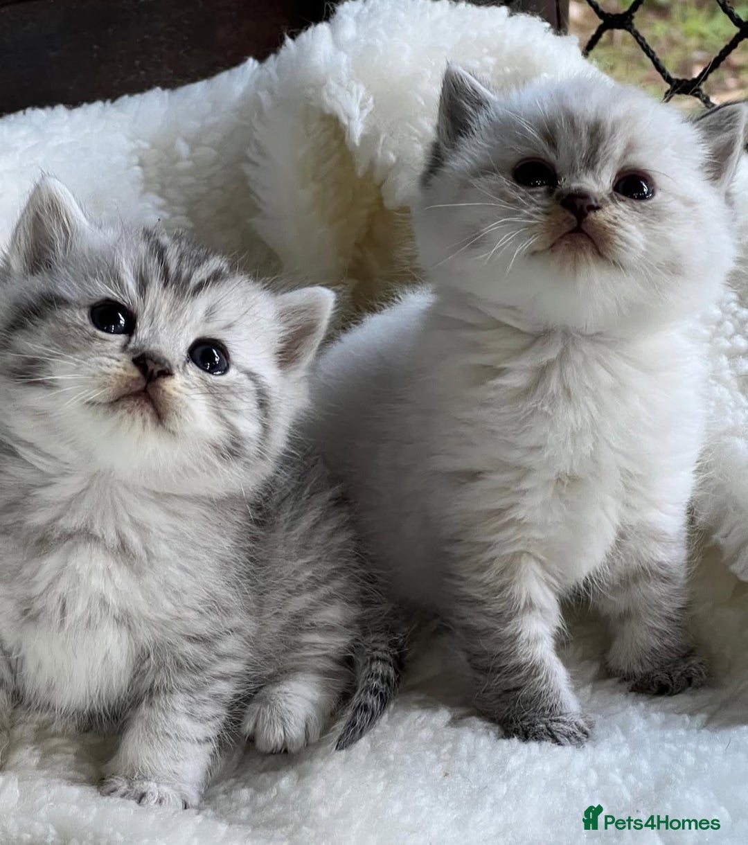 British Shorthair cats for sale: Beautiful silver spotted british shorthair kittens - Image 6