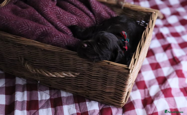 Cocker Spaniel dogs - Advert 15