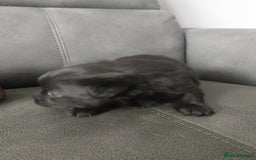 Mixed Breed dogs for sale: Pomeranian/terriorx  - Image 3