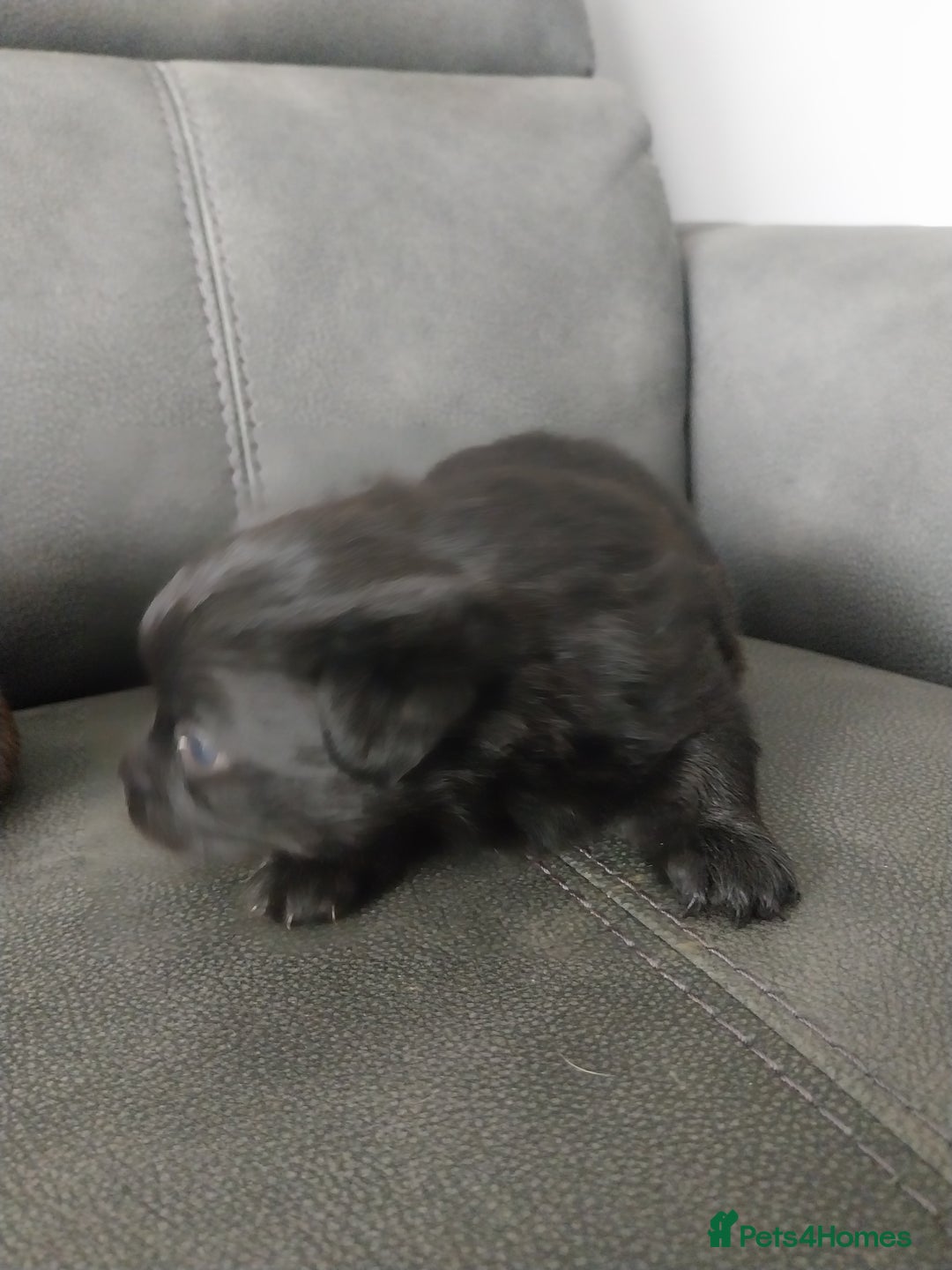 Mixed Breed dogs for sale: Pomeranian/terriorx  - Image 3