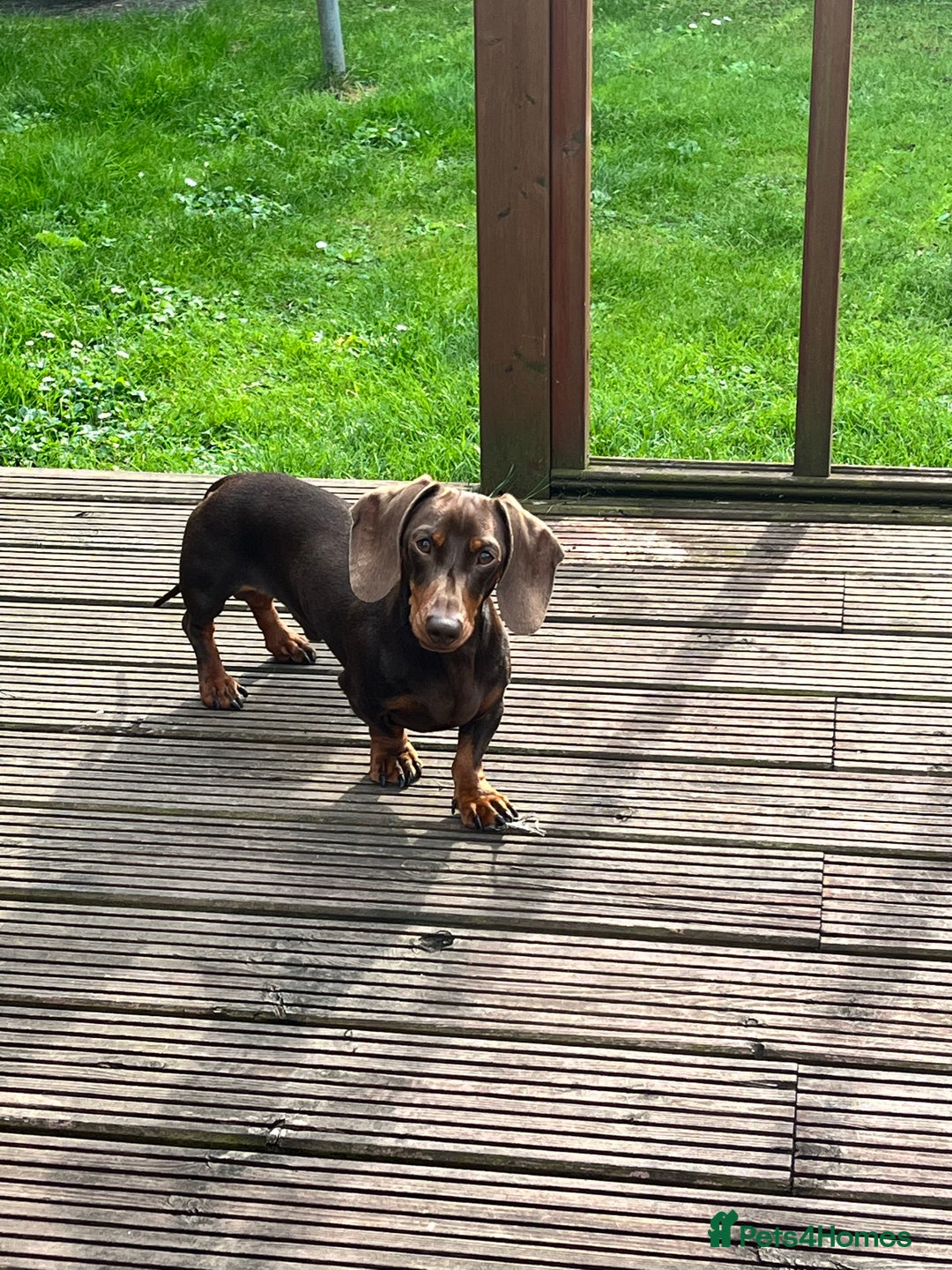 Dachshund dogs for stud: FOR STUD PROVEN kc reg Choc & tan mini dachshund in Sunderland - Advert 4