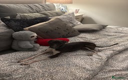 Italian Greyhound dogs for stud: Italian Greyhound (miniature) STUD PROVEN - Image 3