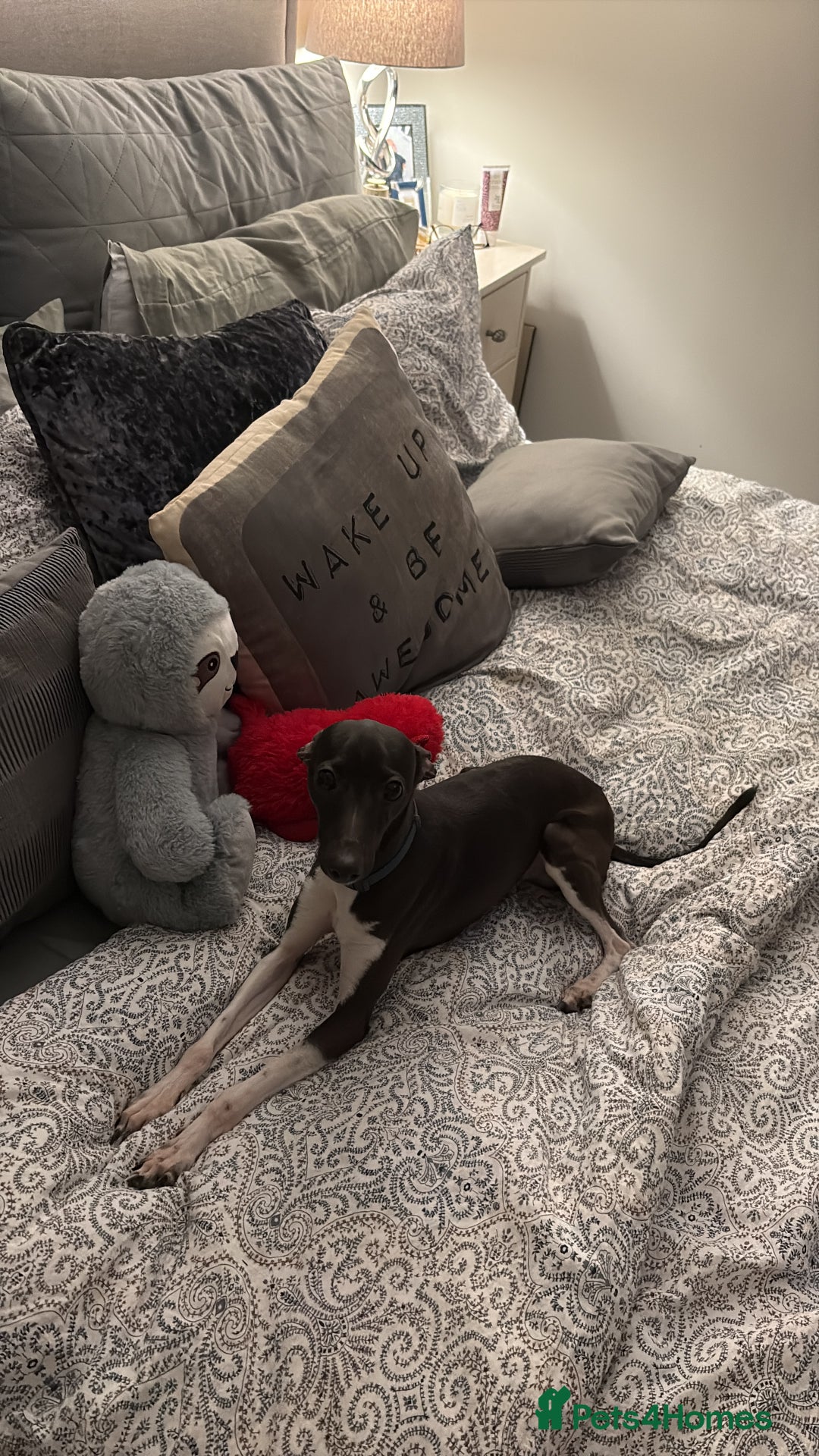 Italian Greyhound dogs for stud: Italian Greyhound (miniature) STUD PROVEN - Image 3
