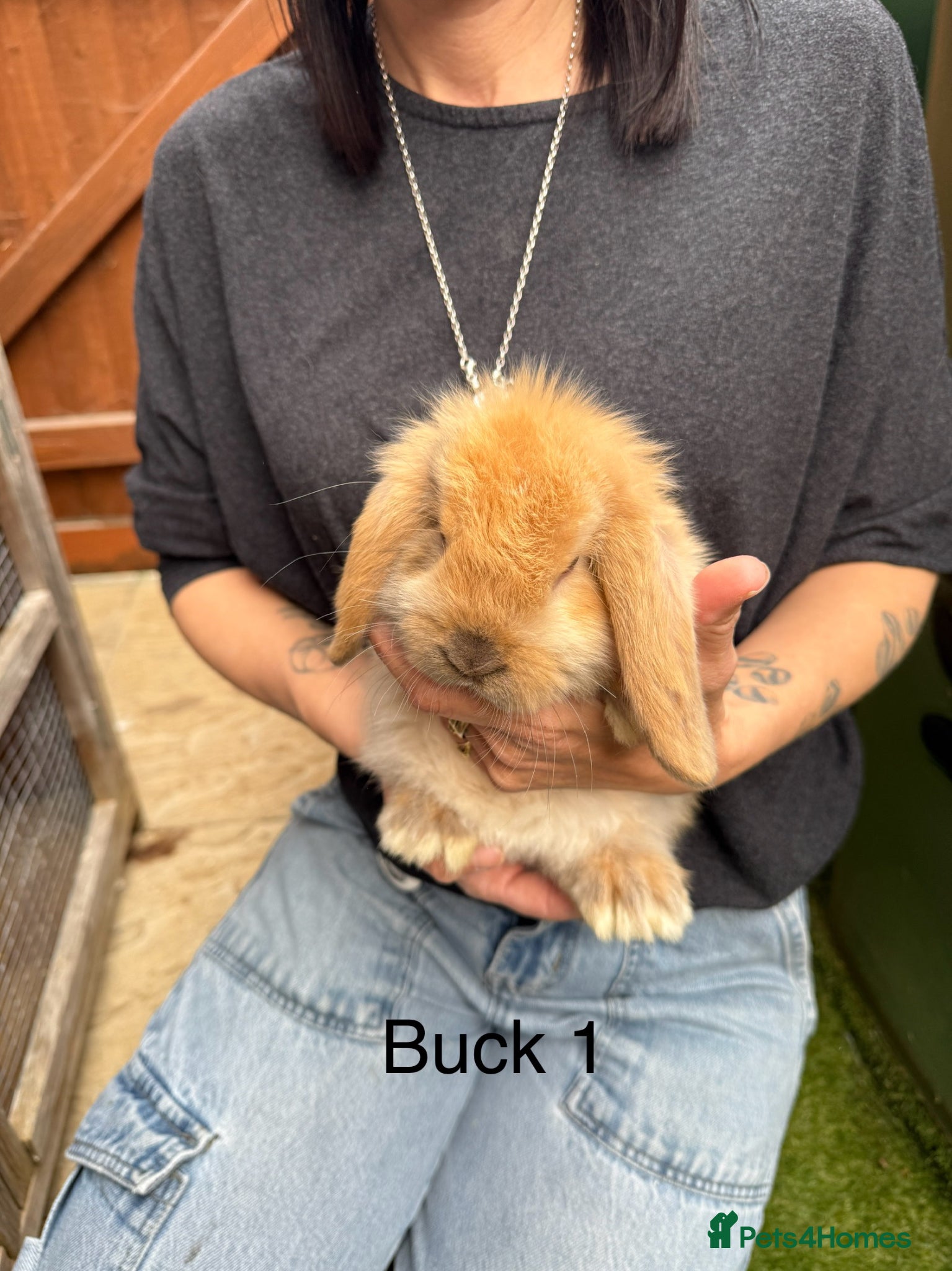 Mini Lop rabbits Gorgeous baby mini lops  - Advert 1