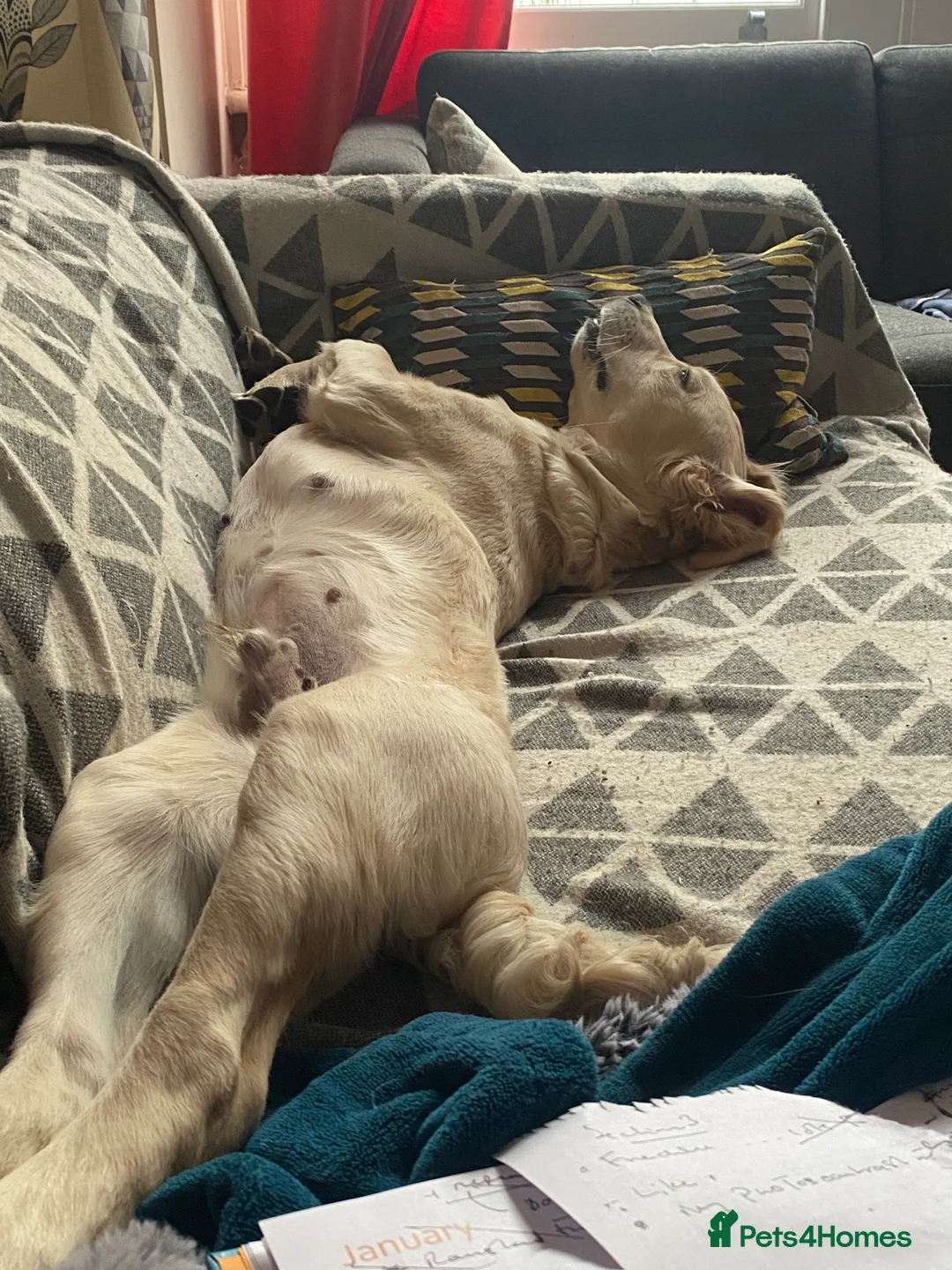 Golden Retriever dogs for sale: Sunny 6 months old  in London - Advert 2