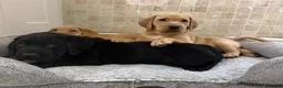Labrador Retriever dogs for sale: Quality Kc Fully Health Tested Labrador Puppies  - Advert 5