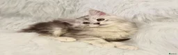 Maine Coon cats for sale: Maine coon kittens silver tabby ready now - Advert 9