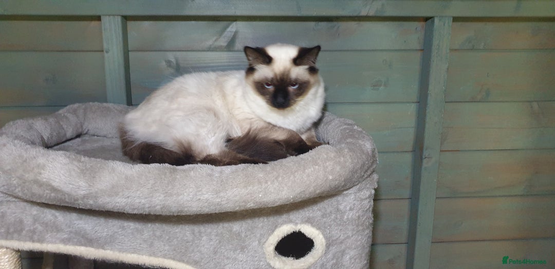 Ragdoll cats for sale: GCCF Active or Pet Ragdoll Boy - Image 9