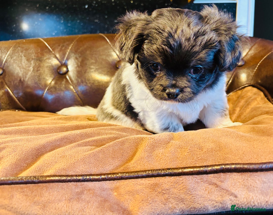 Chihuahua dogs for sale: Handsome long coat tiny chihuahua boy puppies  - Advert 10