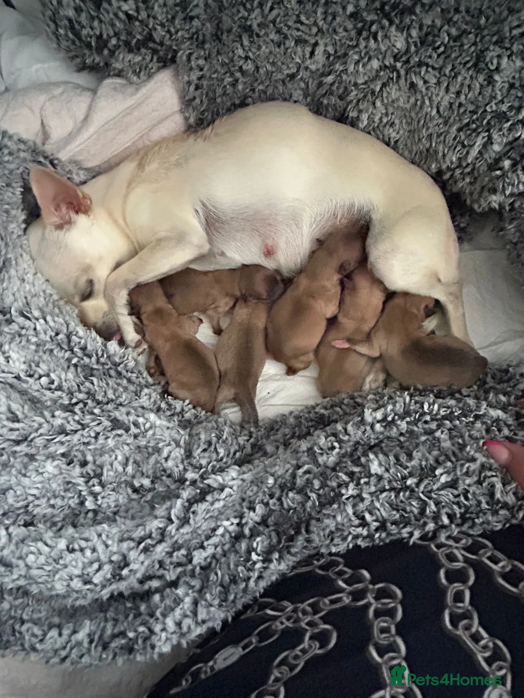 Chihuahua dogs for stud: Chico Chihuahua Russian Lines Champion Pedigree in Chester - Advert 11