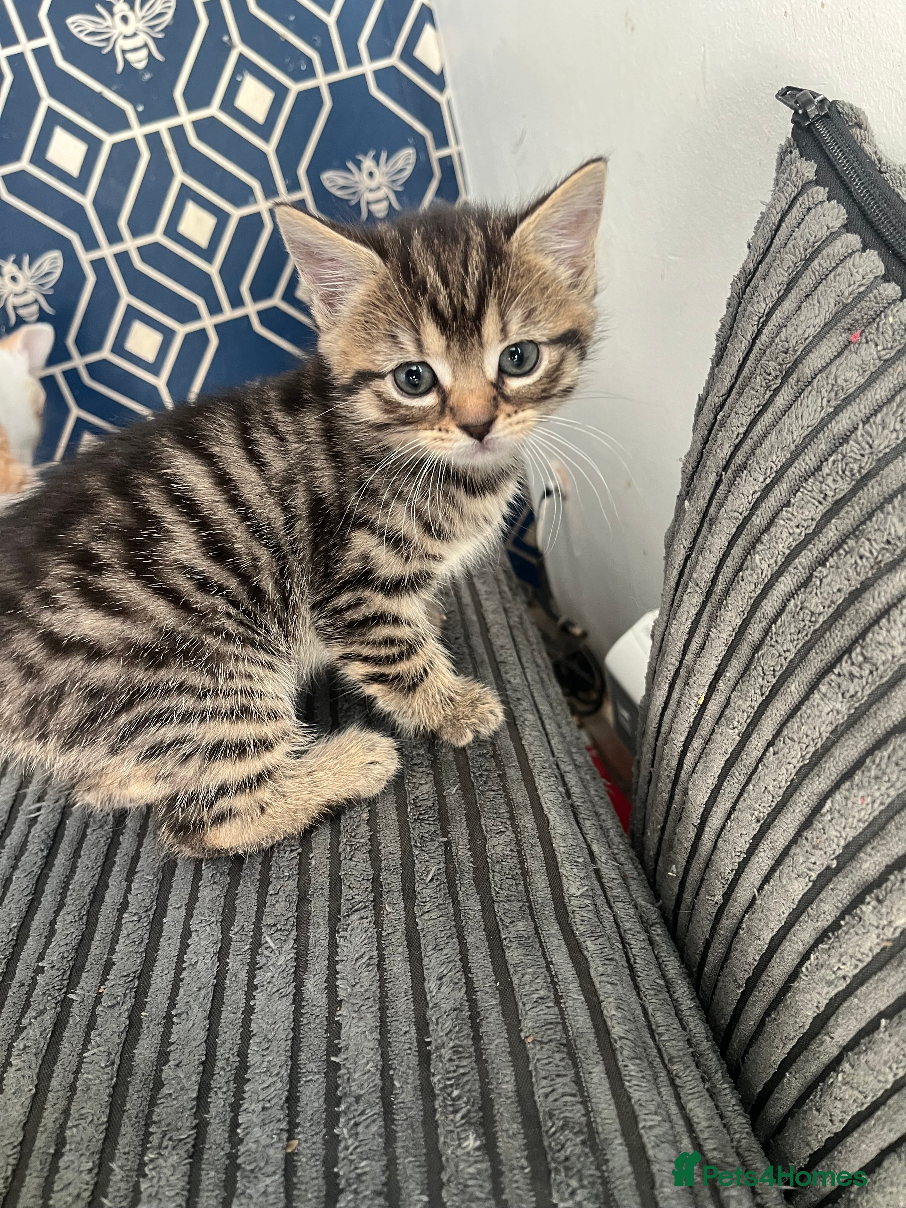 Mixed Breed cats for sale: 5 beautiful kittens for sale - Advert 1