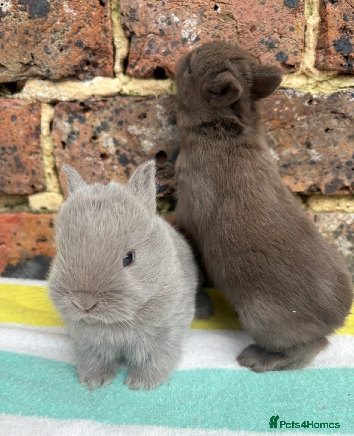 Netherland Dwarf rabbits Sweet Netherland dwarf bunnies  - Advert 16