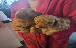 Cockapoo dogs for sale: Beautiful F1b cockapoo puppies  - Image 3
