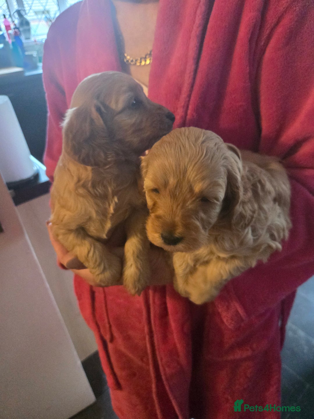 Cockapoo dogs for sale: Beautiful F1b cockapoo puppies  - Image 3