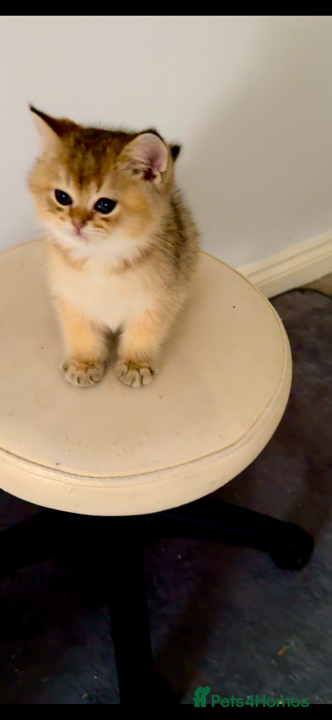 Scottish Fold cats for sale: Scottish pedigree plush kitten last - Advert 6