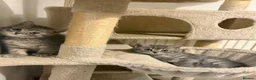 British Shorthair cats for sale: British Shorthair Tabby 1 - Advert 3