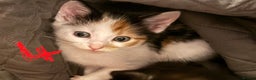 Mixed Breed cats for sale: 8 weeks old Ragdoll cross kittens - Advert 2