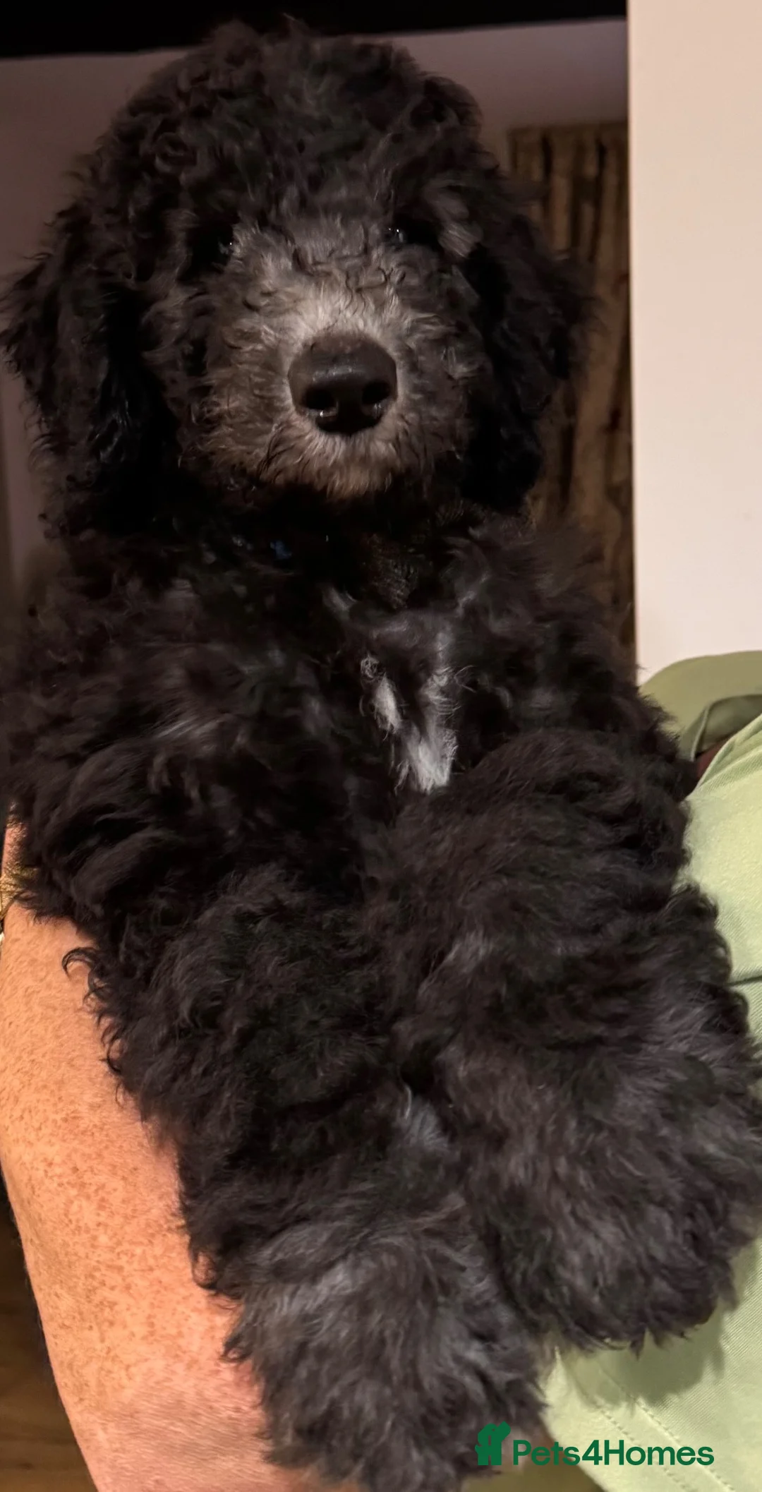 Mixed Breed dogs for sale: Gorgeous large Doodle Boy Puppy ‘Obi’ - Advert 2