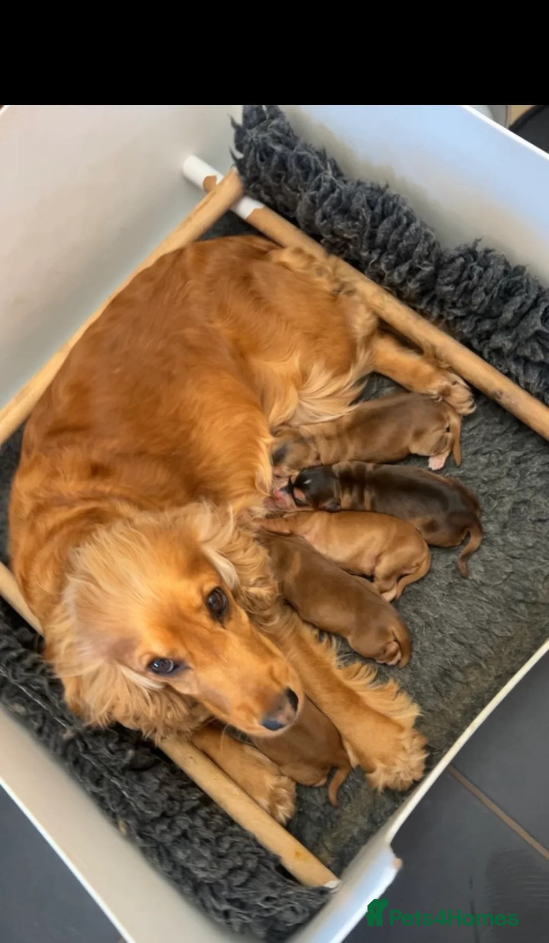 Cocker Spaniel dogs for sale: 5 beautiful KC registered Cocker Spaniels  in Brecon - Advert 2