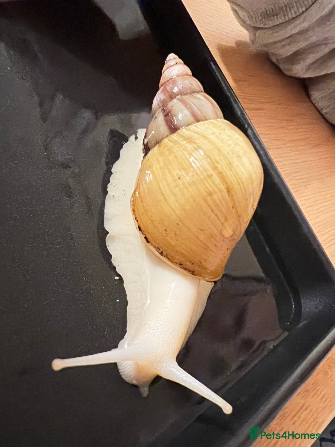 Mixed Breed reptiles for sale: Giant African land snail babies  - Advert 8