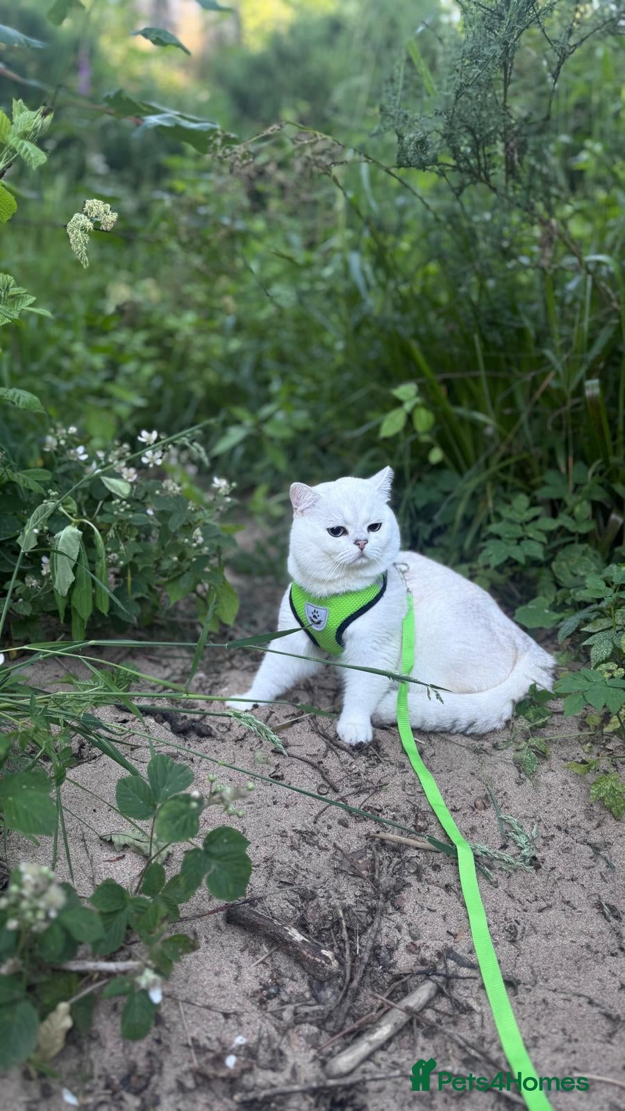 British Shorthair cats Young male cat for stud service - Advert 1