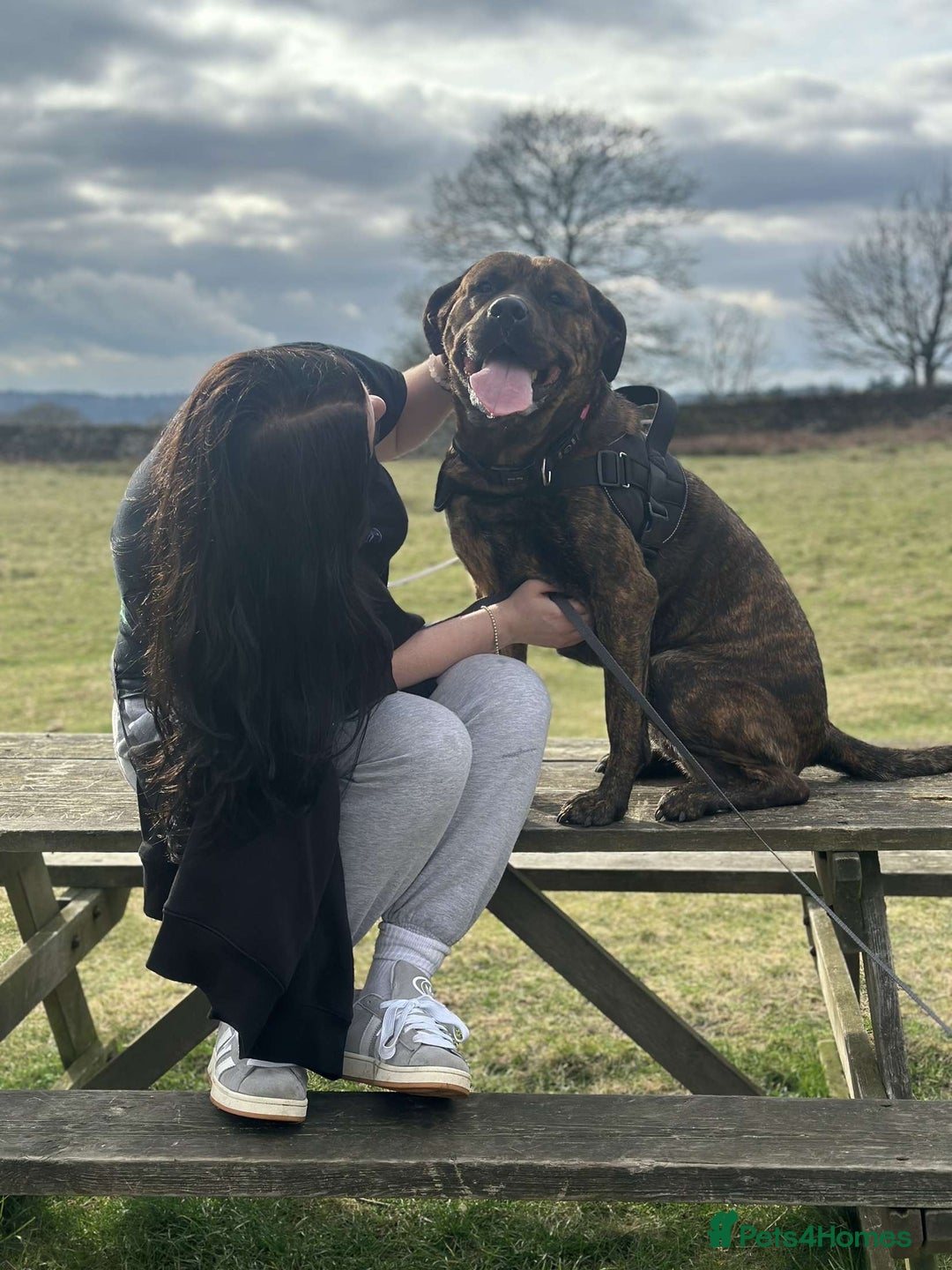 Mixed Breed dogs for sale: Dog for sale - Image 12
