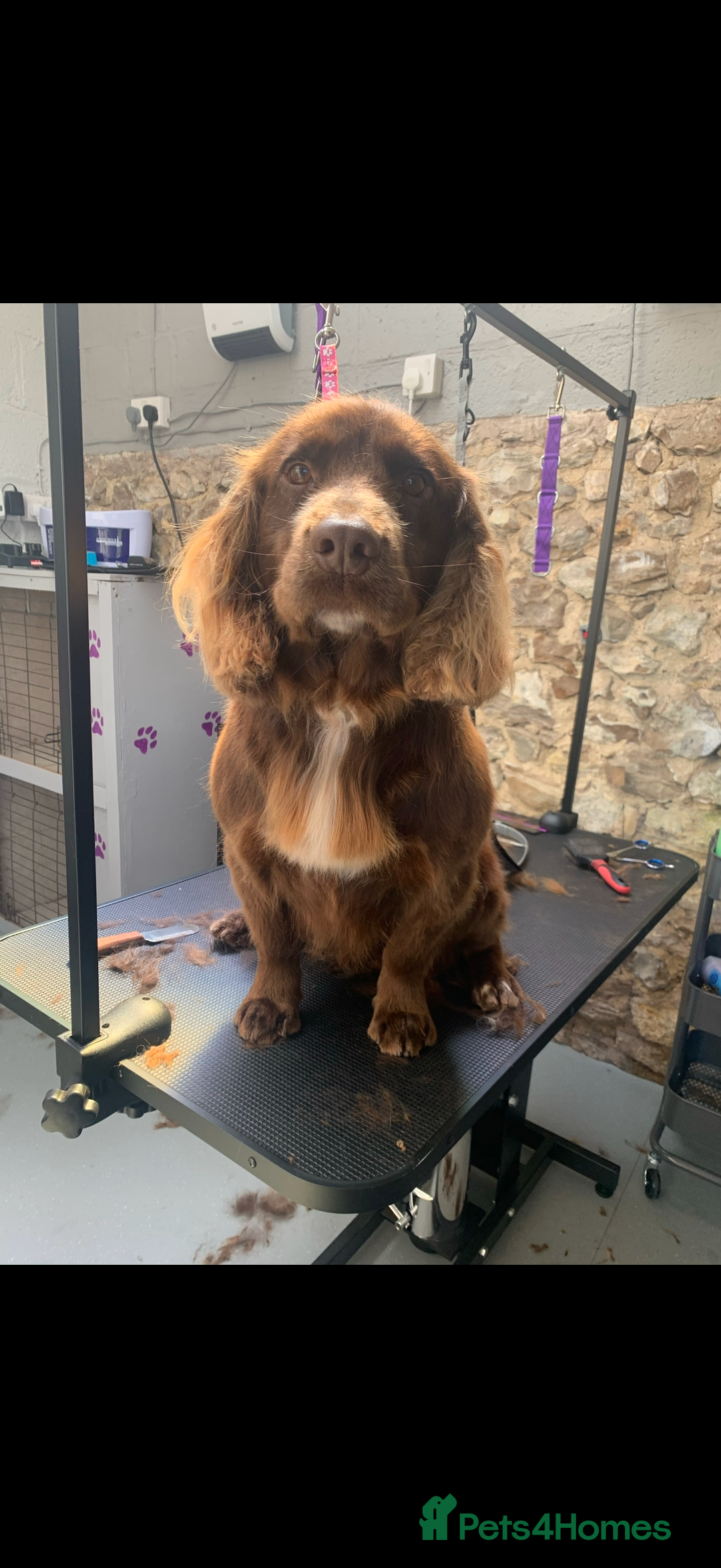 Cocker Spaniel dogs for sale: Adorable Cocker Spaniel puppies - Image 7