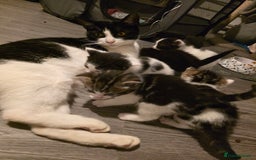 British Shorthair cats for sale: Kittens - Image 9