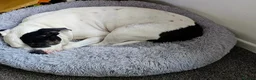 American Bulldog dogs for sale: 7year old American Bulldog  in Sheffield - Advert 3