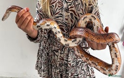 Corn Snake reptiles for sale: Corn snake enclosure and lamp   - Image 1