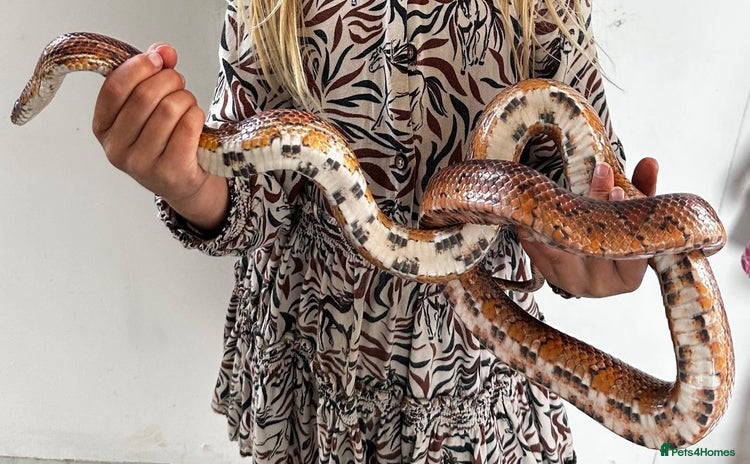 Corn Snake reptiles - Advert 2