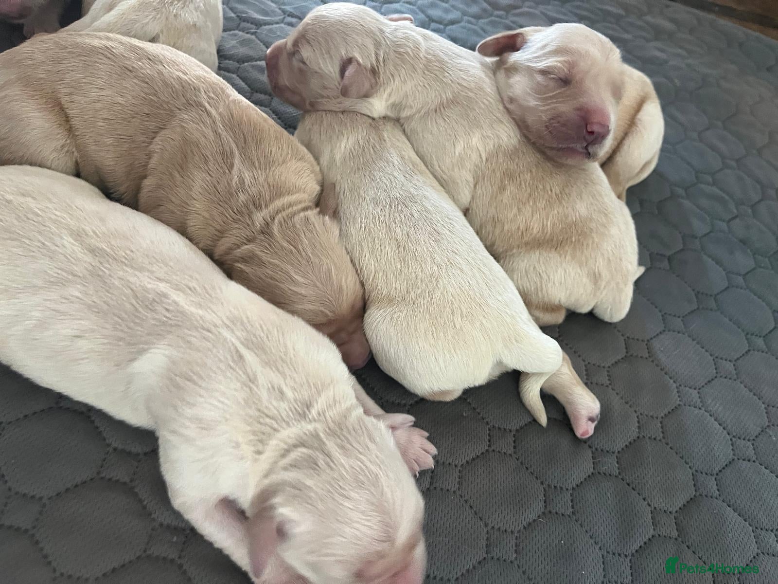 Golden Retriever dogs Golden Retrievers pure breed puppies - Advert 17
