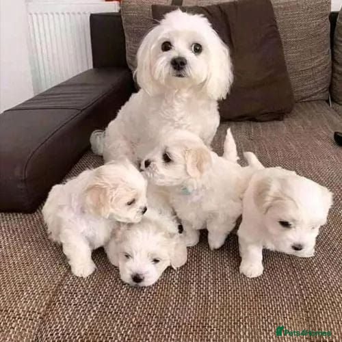 Maltese dogs Five beautiful Maltese puppies  - Advert 17
