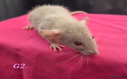 Rat rodents for sale: Female rats - Image 3