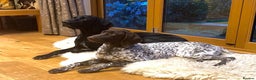 German Shorthaired Pointer dogs for sale: Stunning litter of German Shorthaired Pointers - Advert 10