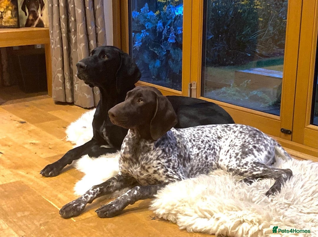 German Shorthaired Pointer dogs for sale: Stunning litter of German Shorthaired Pointers - Advert 10