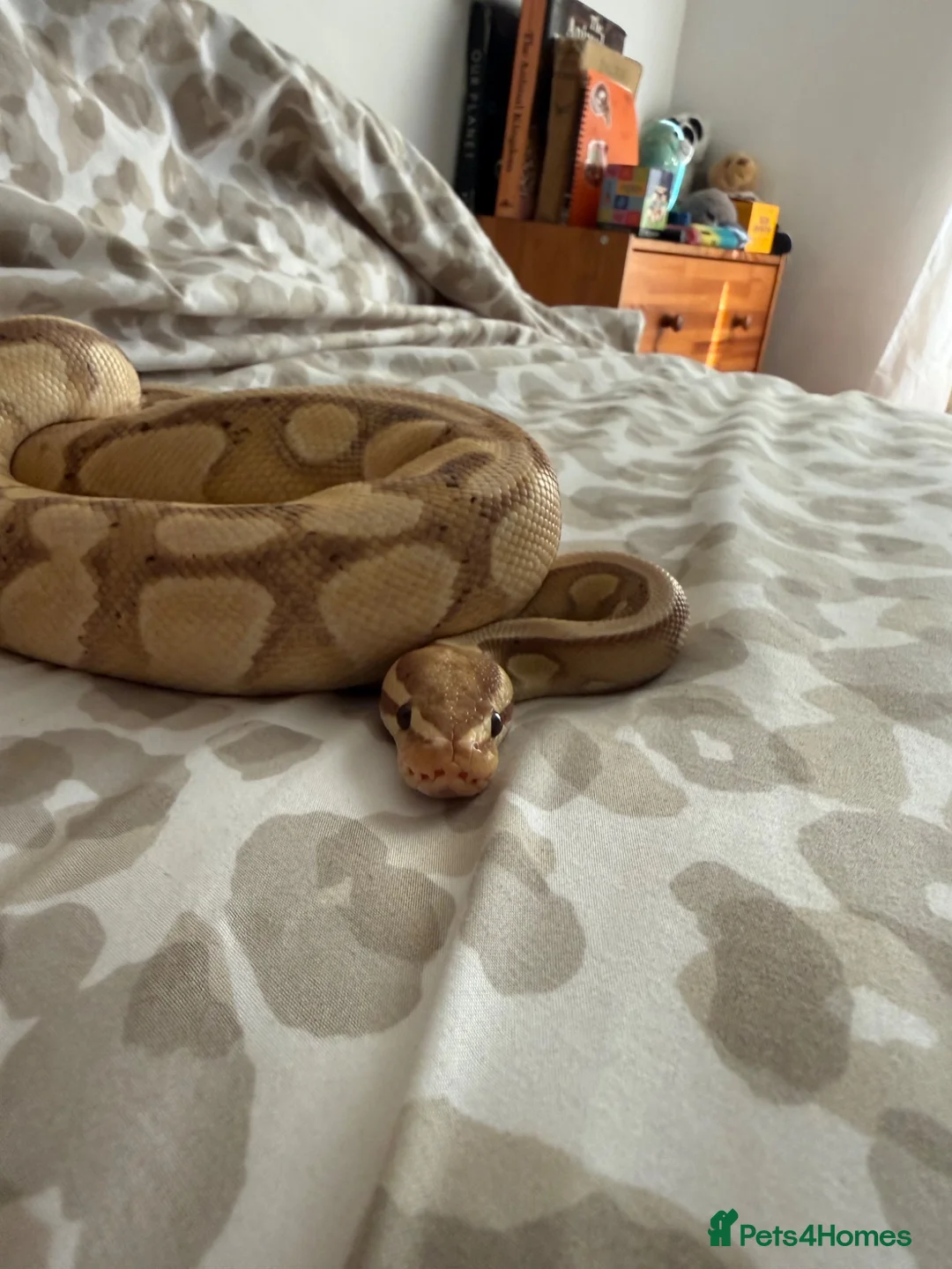 Python Snake reptiles for sale: Bannana ball python with full enclosure  - Advert 1