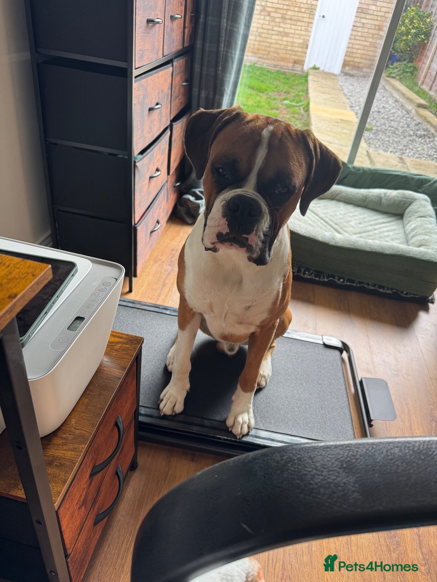 Boxer dogs Male Boxer Needs a New Home - Advert 3
