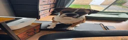 Boxer dogs for sale: Male Boxer Needs a New Home in Hull - Advert 1