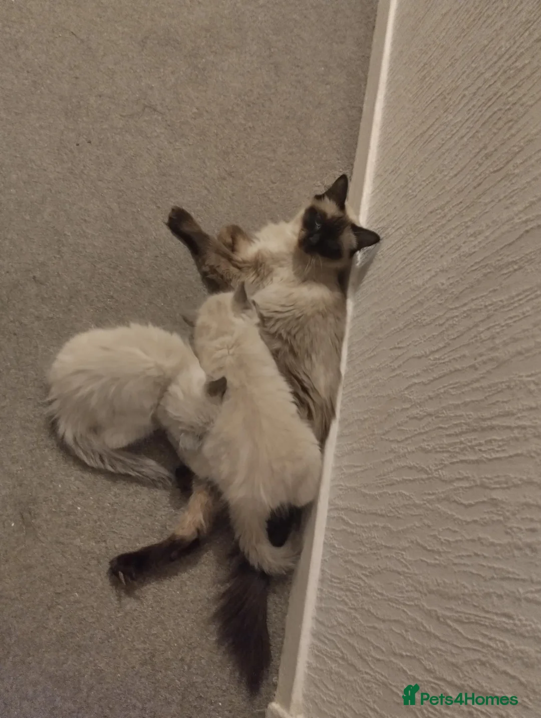 Ragdoll cats for sale: Ragdoll kittens  - Advert 2