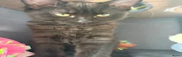 Mixed Breed cats for sale: Three beautiful female kittens! - Advert 12