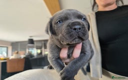 Cane Corso dogs for sale: Cane Corso puppies  - Image 3