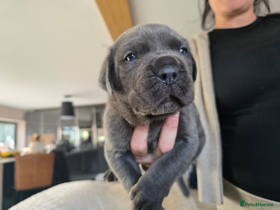 Cane Corso dogs for sale: Cane Corso puppies  - Image 3