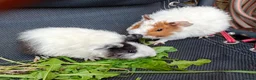 Guinea Pig rodents for sale: Beautiful baby girl piggies  - Advert 2