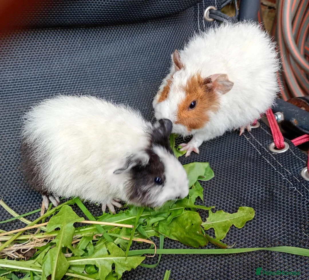 Guinea Pig rodents for sale: Beautiful baby girl piggies  - Advert 2