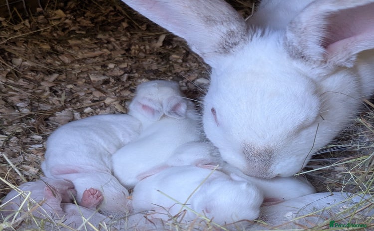 New Zealand rabbits - Advert 8